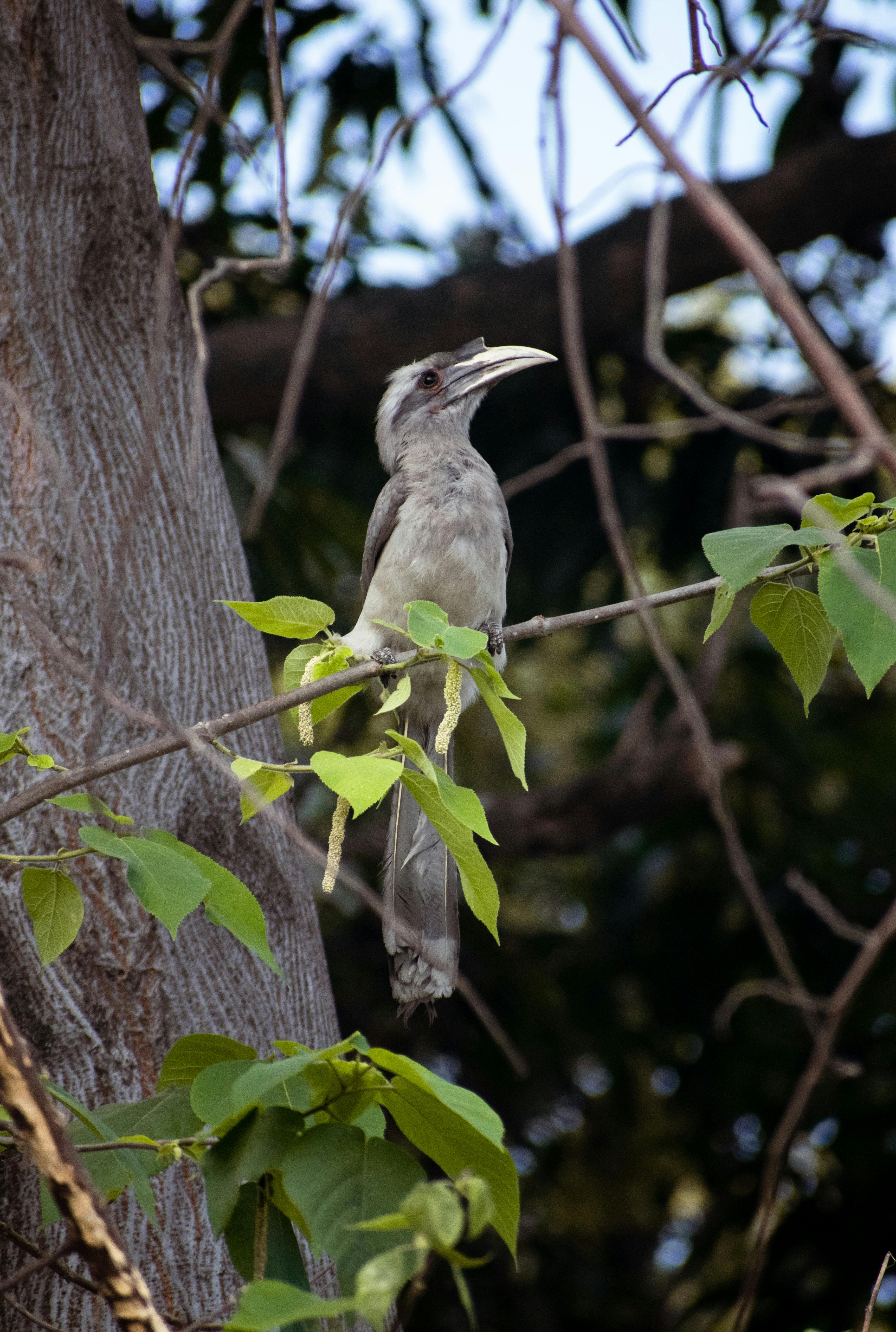 Birdsong, Meadows & Mahua