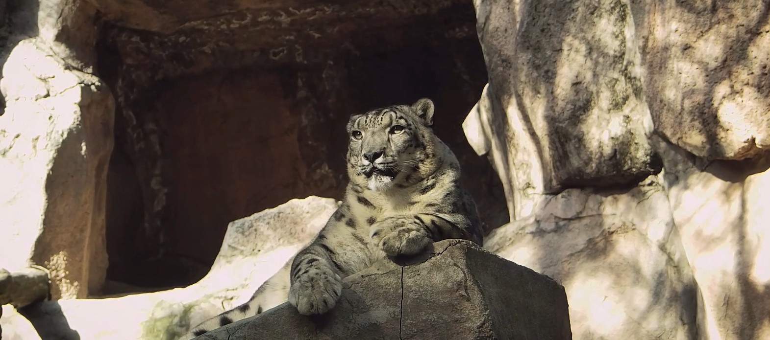 Snow Leopard Expedition