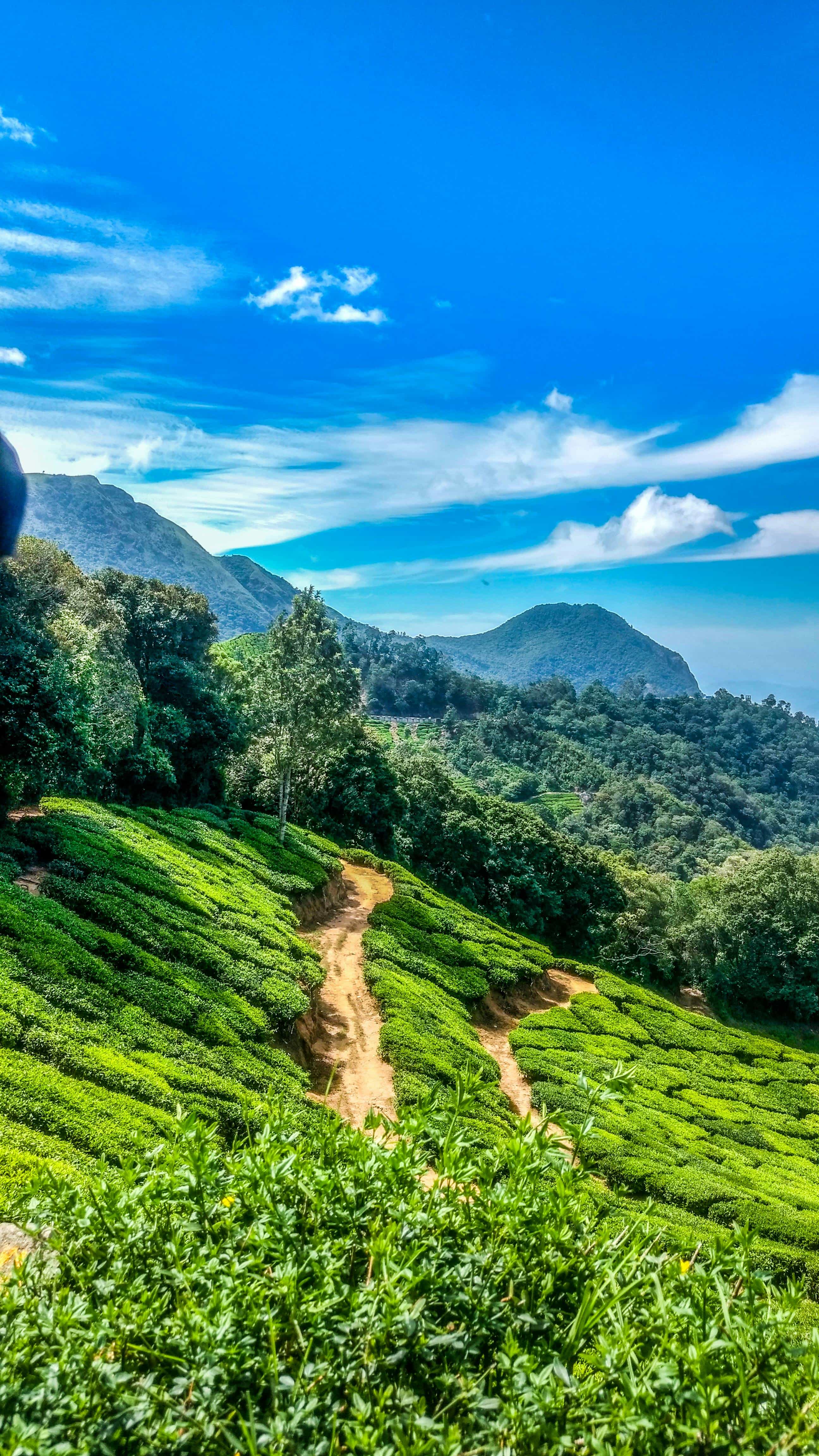 Munnar Tea Gardens
