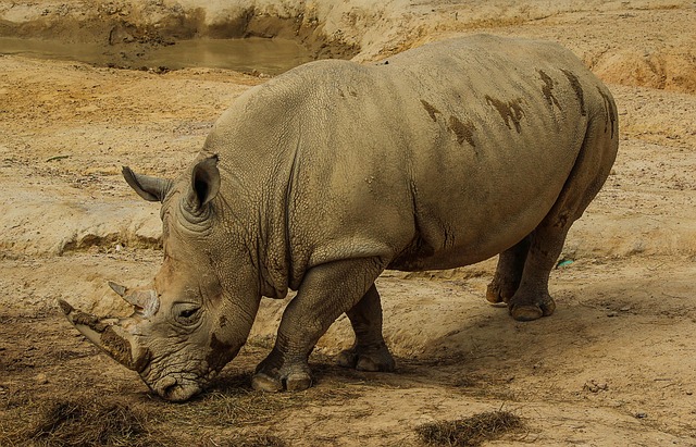 Rhinos of Dudhwa